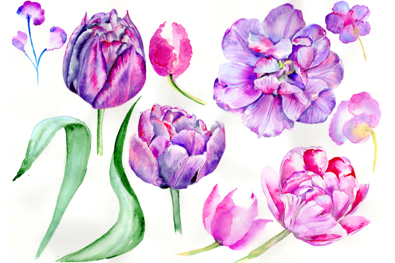 delicate-purple-tulip-png-watercolor-set