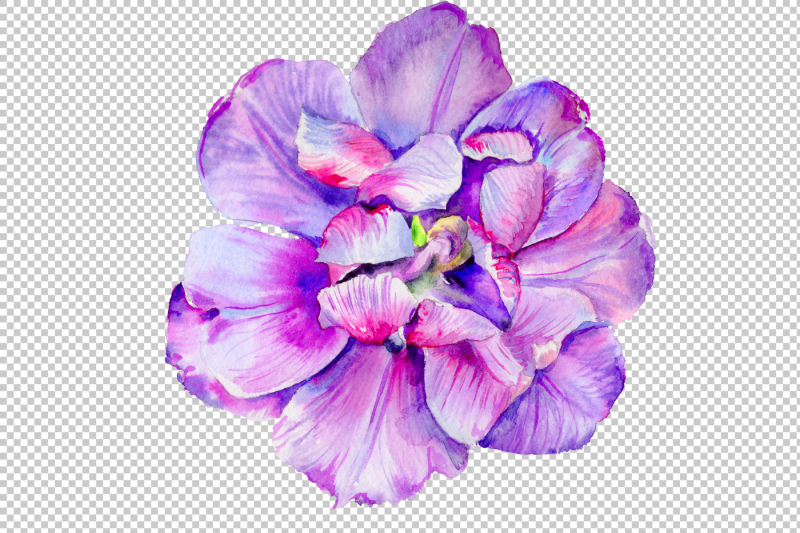 delicate-purple-tulip-png-watercolor-set