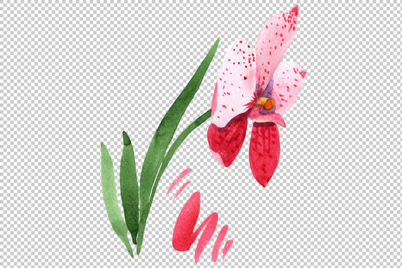 red-orchid-vanda-png-watercolor-set