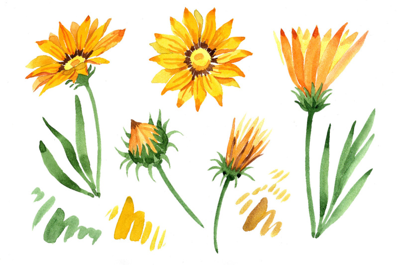 wildflower-yellow-gazania-png-watercolor-set