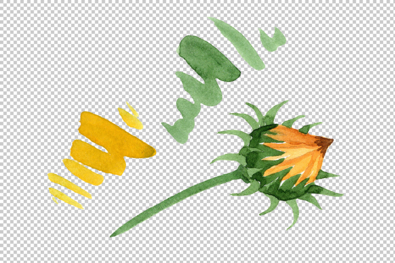 wildflower-yellow-gazania-png-watercolor-set