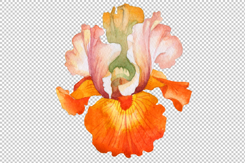 yellow-flower-irises-png-watercolor-set