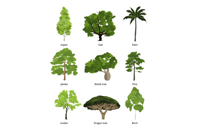 different-trees-vector-collection-and-exotic-palms-isolated-on-white