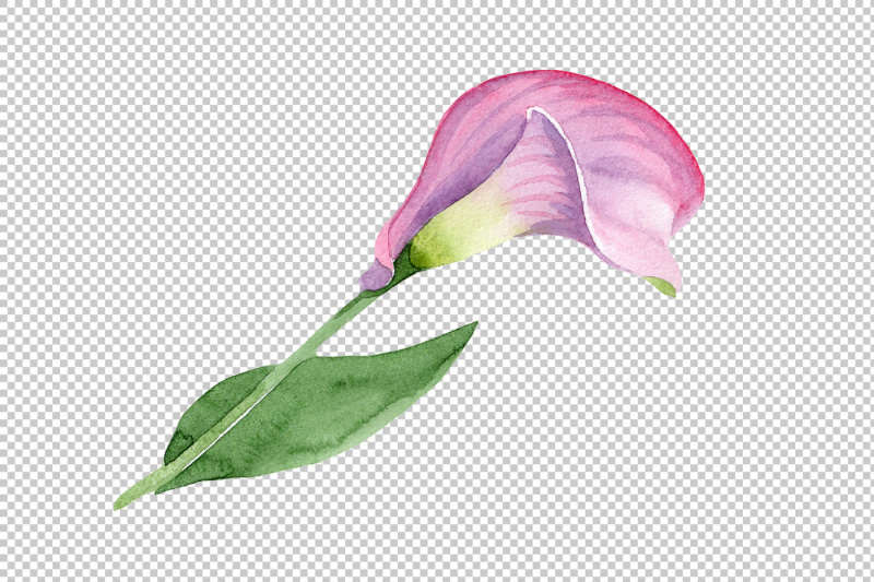 pink-calla-flower-png-watercolor-set