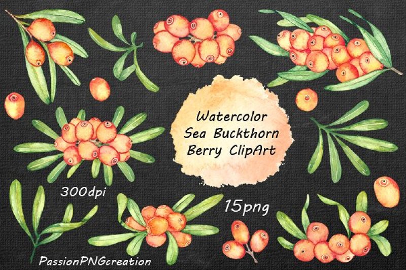 watercolor-sea-buckthorn-clipart