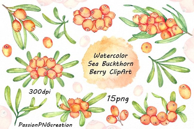 watercolor-sea-buckthorn-clipart