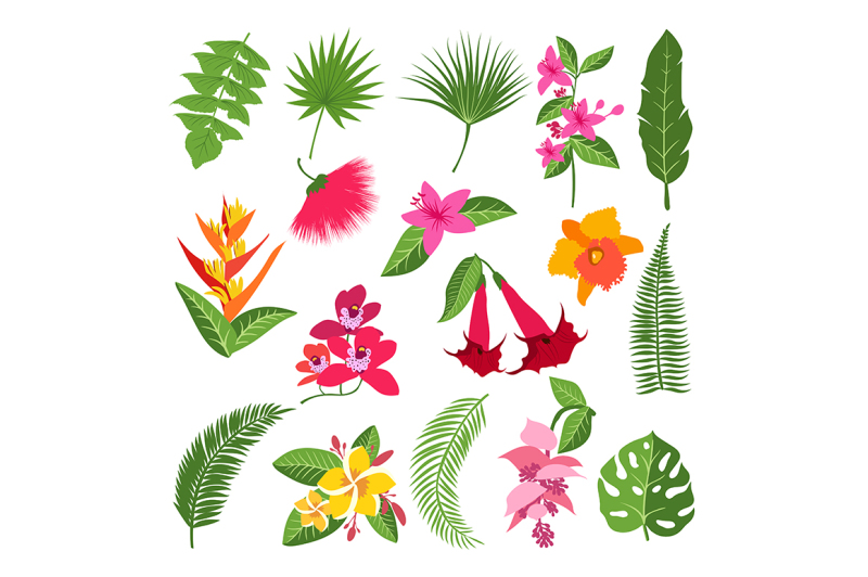 exotic-tropical-flowers-and-leaves-vector-illustrations-of-plants