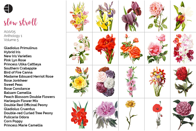 flowers-bundle-100-flowers