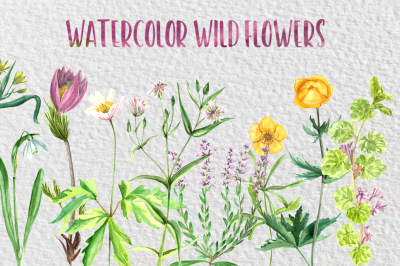 watercolor-wild-flowers-collection