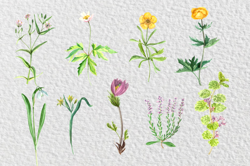 watercolor-wild-flowers-collection