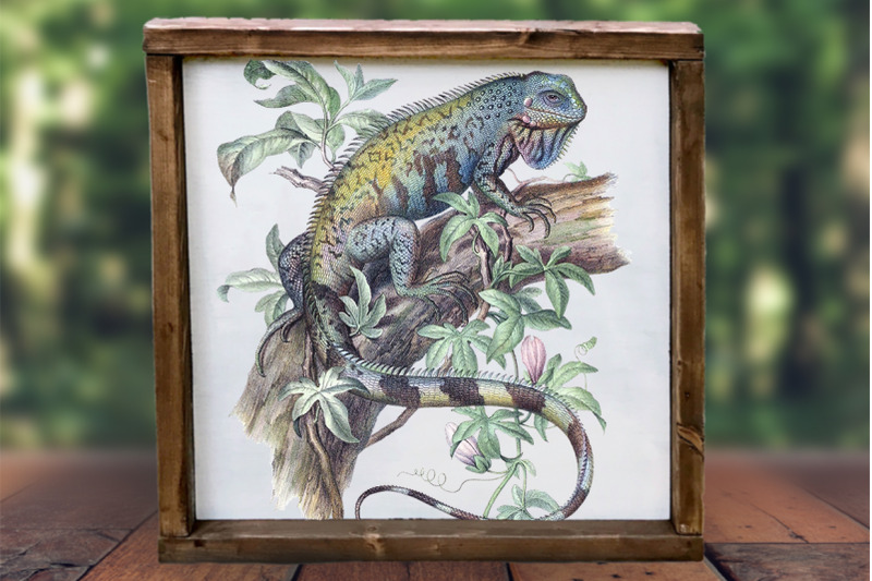 lizard-iguana-clipart