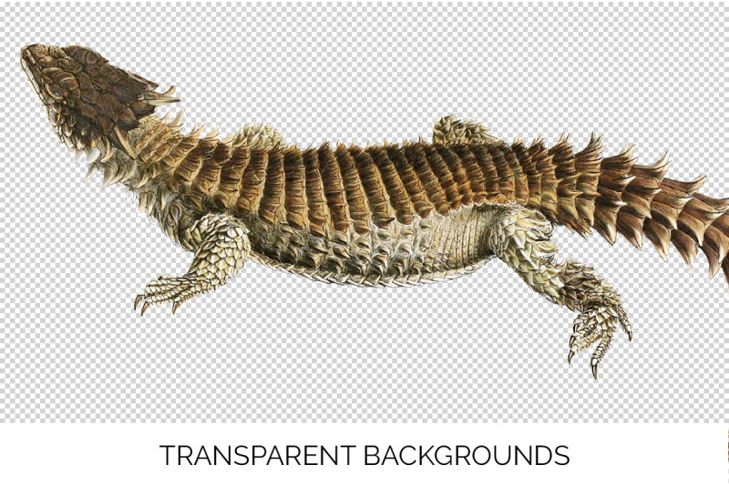 lizard-clipart-girdled