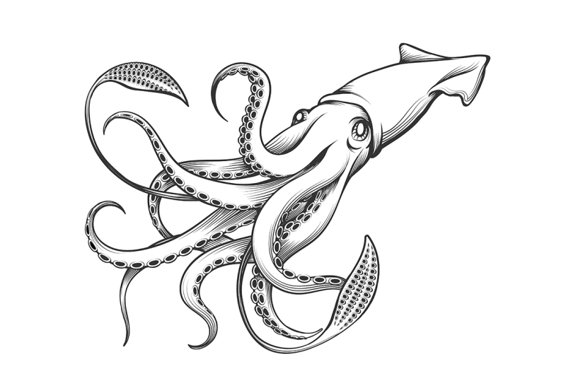 giant-squid-engraving-illustration