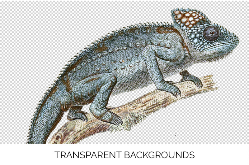lizard-spiny-chameleon-clipart