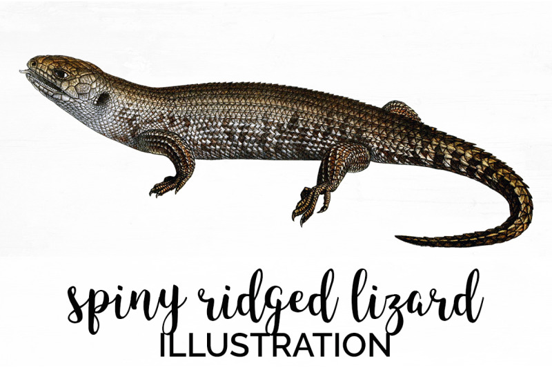 lizard-clipart-spiny-ridged