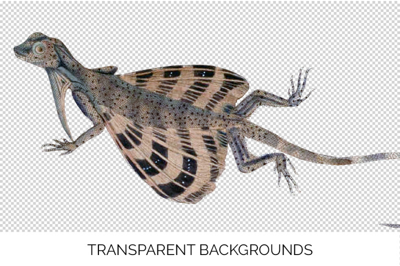 lizard-clipart-five-banded-dragon
