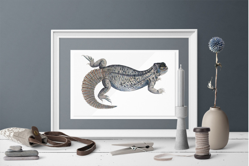 lizard-clipart-indian-spiny-tailed