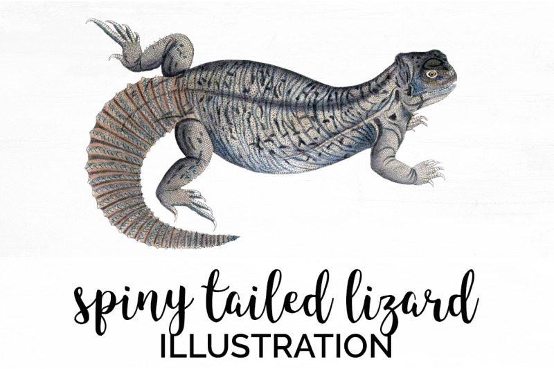 lizard-clipart-indian-spiny-tailed