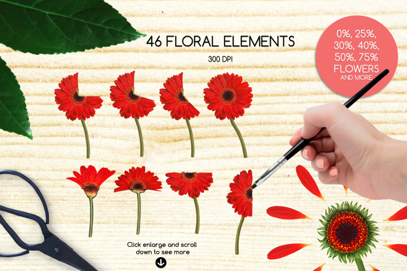 floral-illustration-sale-advert-kit