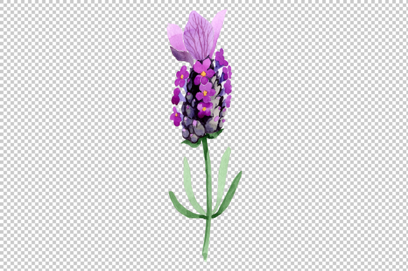 colorful-summer-lavender-png-watercolor-set