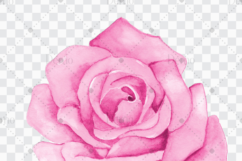 100-hand-painted-watercolor-romantic-roses-clip-arts