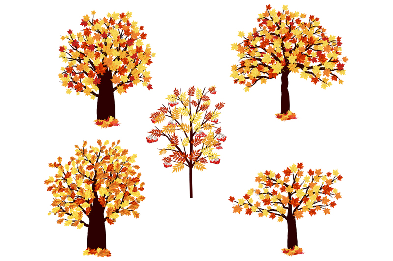 autumn-maple-tree