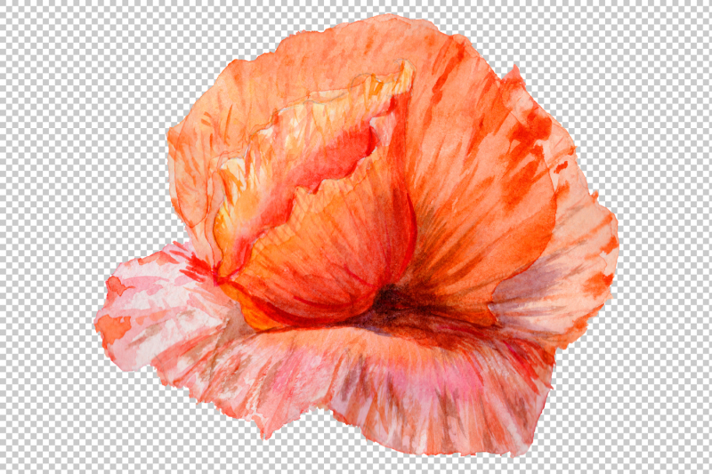 sweet-flowers-colorful-poppy-png-watercolor-set