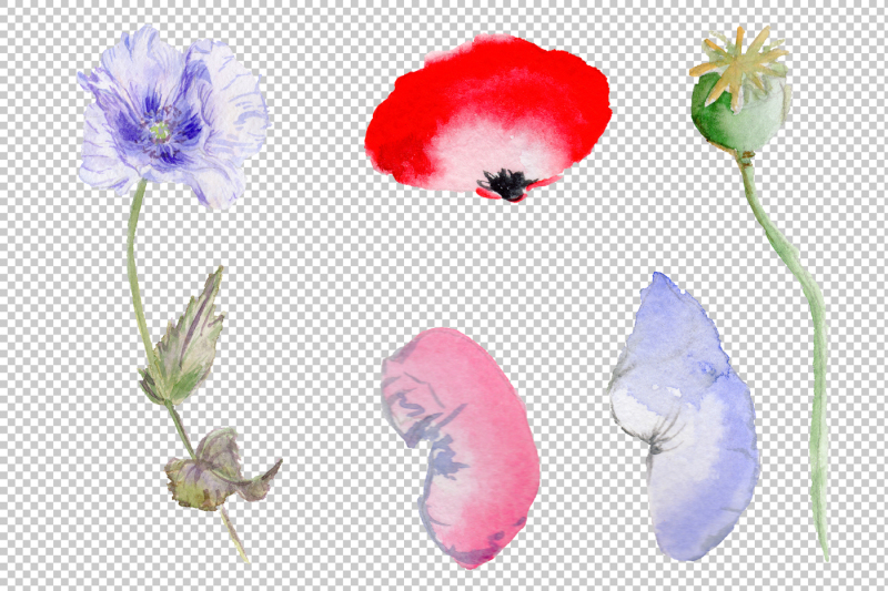 sweet-flowers-colorful-poppy-png-watercolor-set