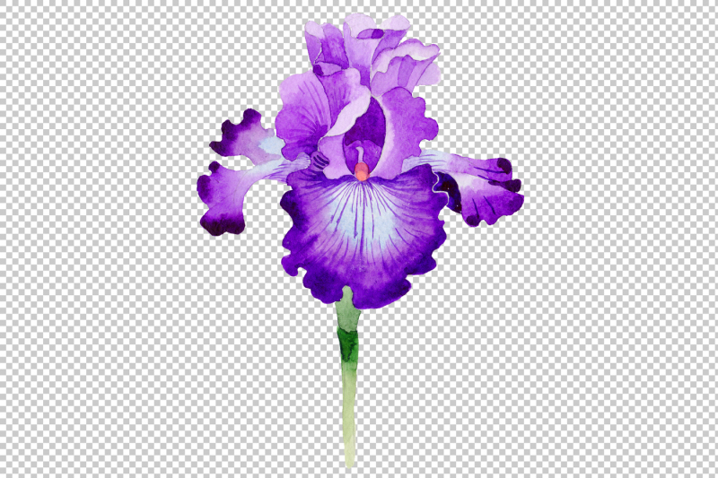 cool-purple-irises-png-watercolor-set