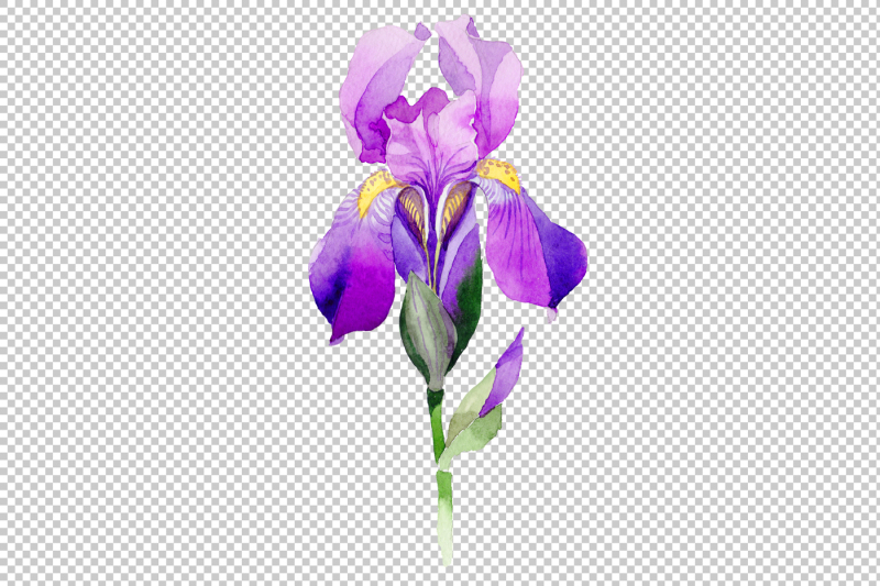 cool-purple-irises-png-watercolor-set