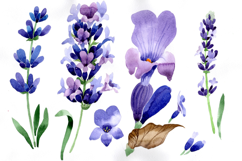 purple-lavender-flowers-watercolor-png-macro