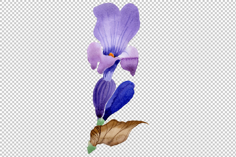 purple-lavender-flowers-watercolor-png-macro