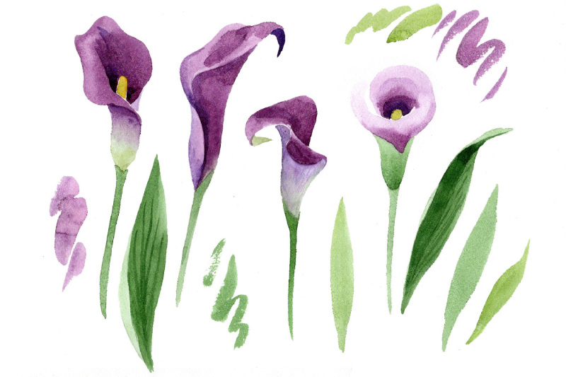 aquarelle-purple-callas-png-watercolor-set