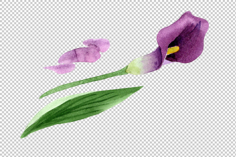 aquarelle-purple-callas-png-watercolor-set