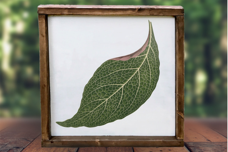 leaf-clipart-vintage