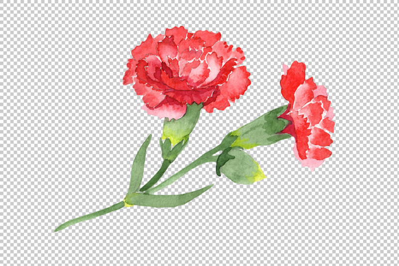 red-dianthus-png-watercolor-flower-set