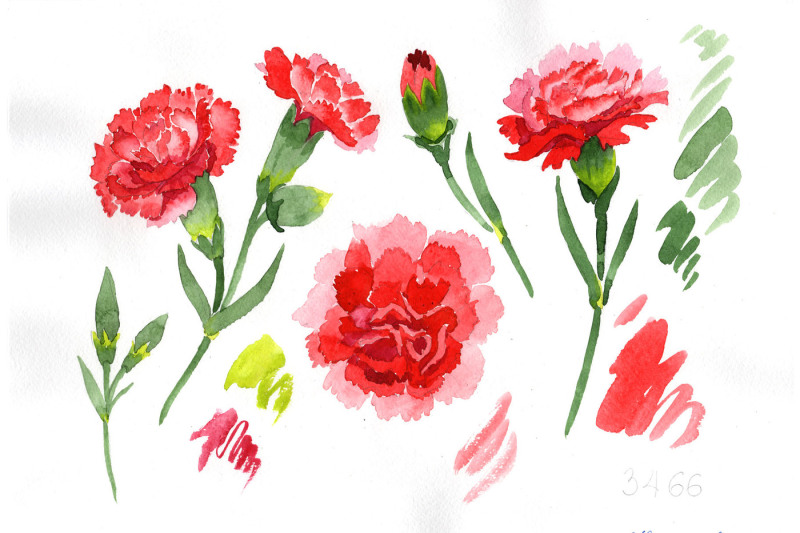 red-dianthus-png-watercolor-flower-set