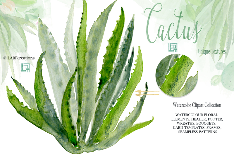 cactus-watercolor-clipart-collection-watercolour-cactuses-and-aloe-ve