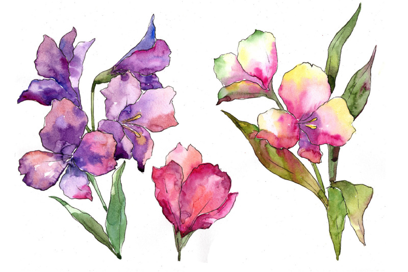 colorful-alstroemeria-png-watercolor-set