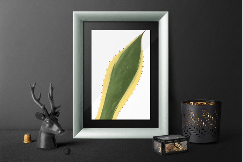 leaf-clipart-agave