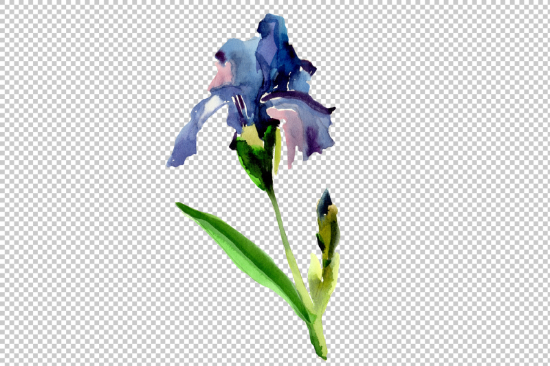 purple-irises-flowers-png-watercolor