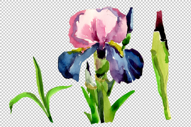 purple-irises-flowers-png-watercolor