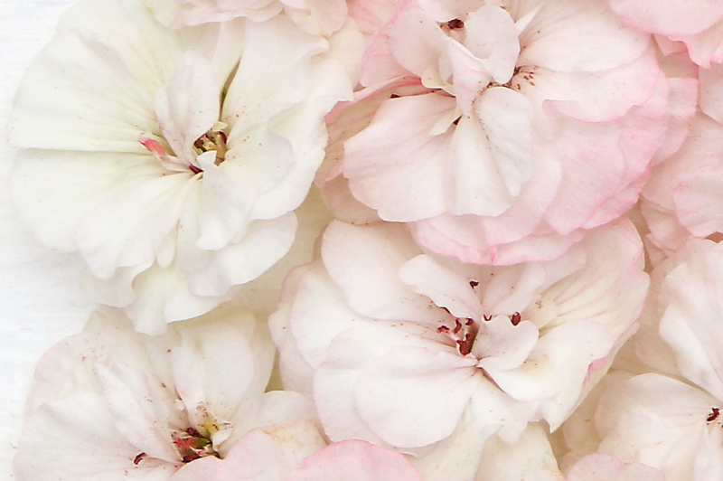 flowers-composition-border-made-of-flowers-white-background-flatlay