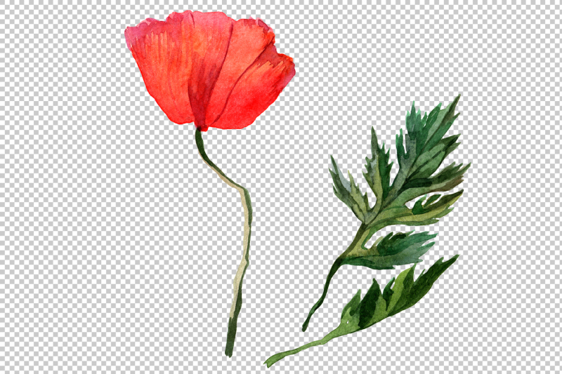red-poppy-png-watercolor-flowers