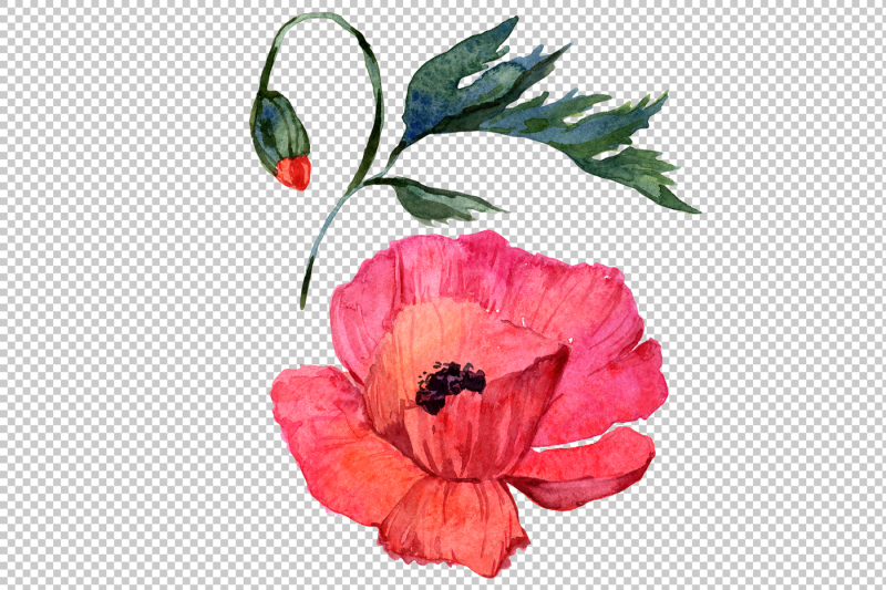 red-poppy-png-watercolor-flowers