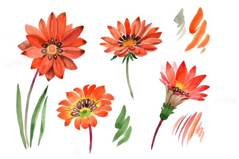 flower-orange-gazania-png-watercolor-set