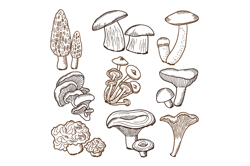 forests-mushrooms-in-hand-drawn-style