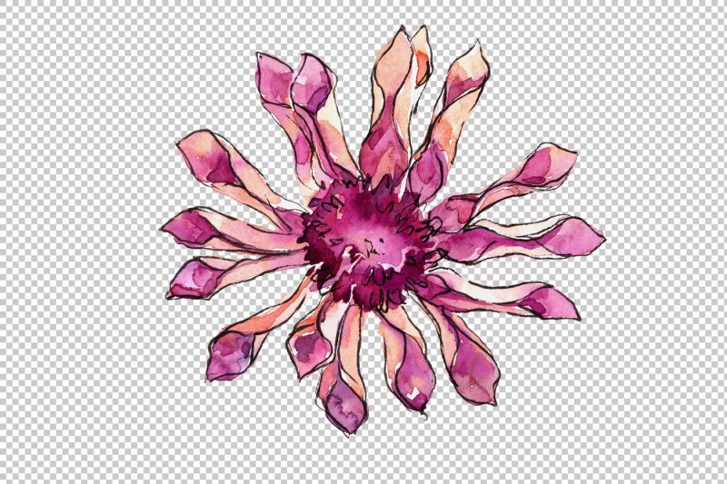 african-daisy-flower-watercolor-png-set