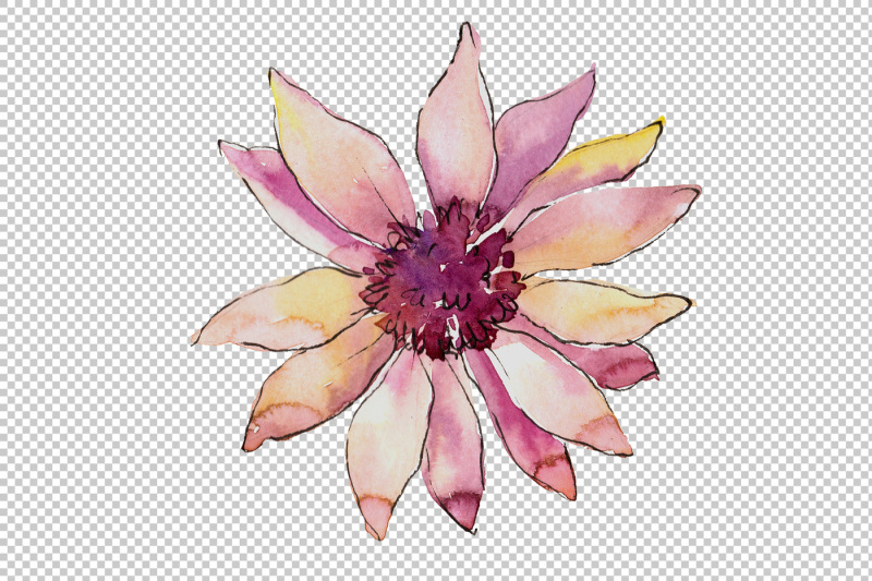 african-daisy-flower-watercolor-png-set