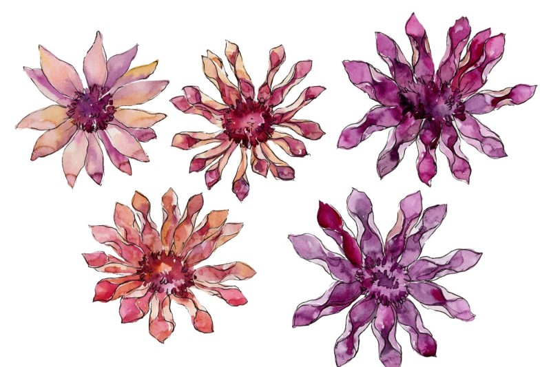 african-daisy-flower-watercolor-png-set